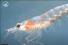 Paradoks Krill dan Ancaman Nyata bagi Ekosistem Lautan