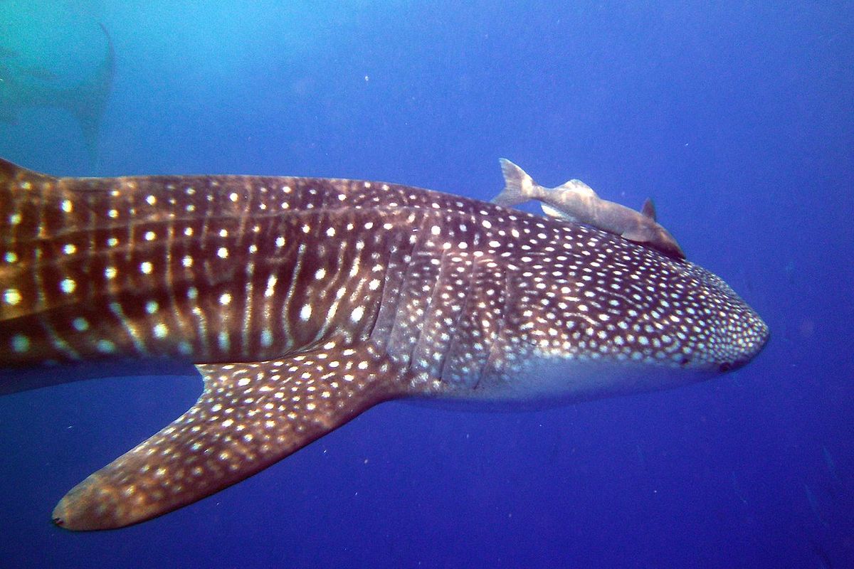 Ilustrasi ikan remora menumpang pada tubuh hiu paus.