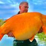 Ikan Mas Raksasa Berhasil Dipancing di Danau Perancis, Beratnya Sampai 30 Kg