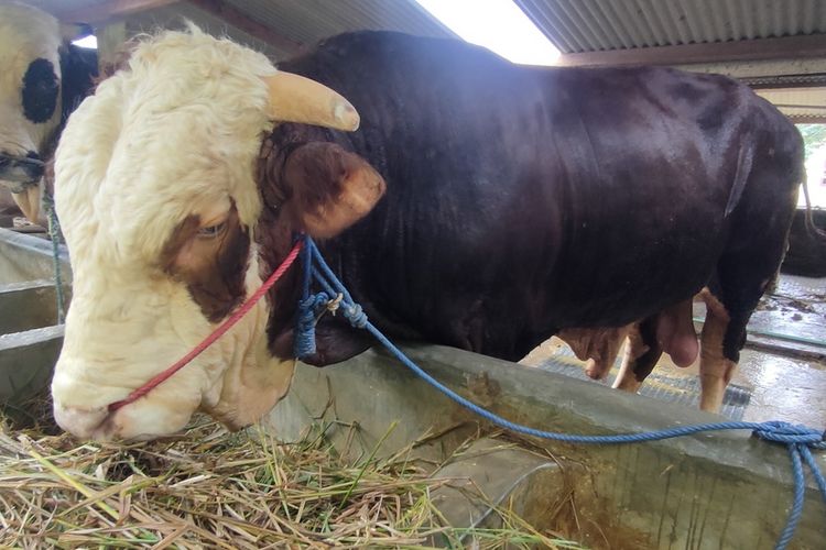 Mengenal Herkules, Sapi dari Kulon Progo yang Kini Jadi Milik Presiden