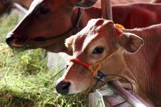 Ramai Sapi Mati Mendadak, Pemkab Tulungagung Buka Layanan Pengaduan