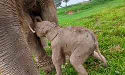 Anak Gajah Sumatera yang Lahir di TN Way Kambas Belum Diberi Nama