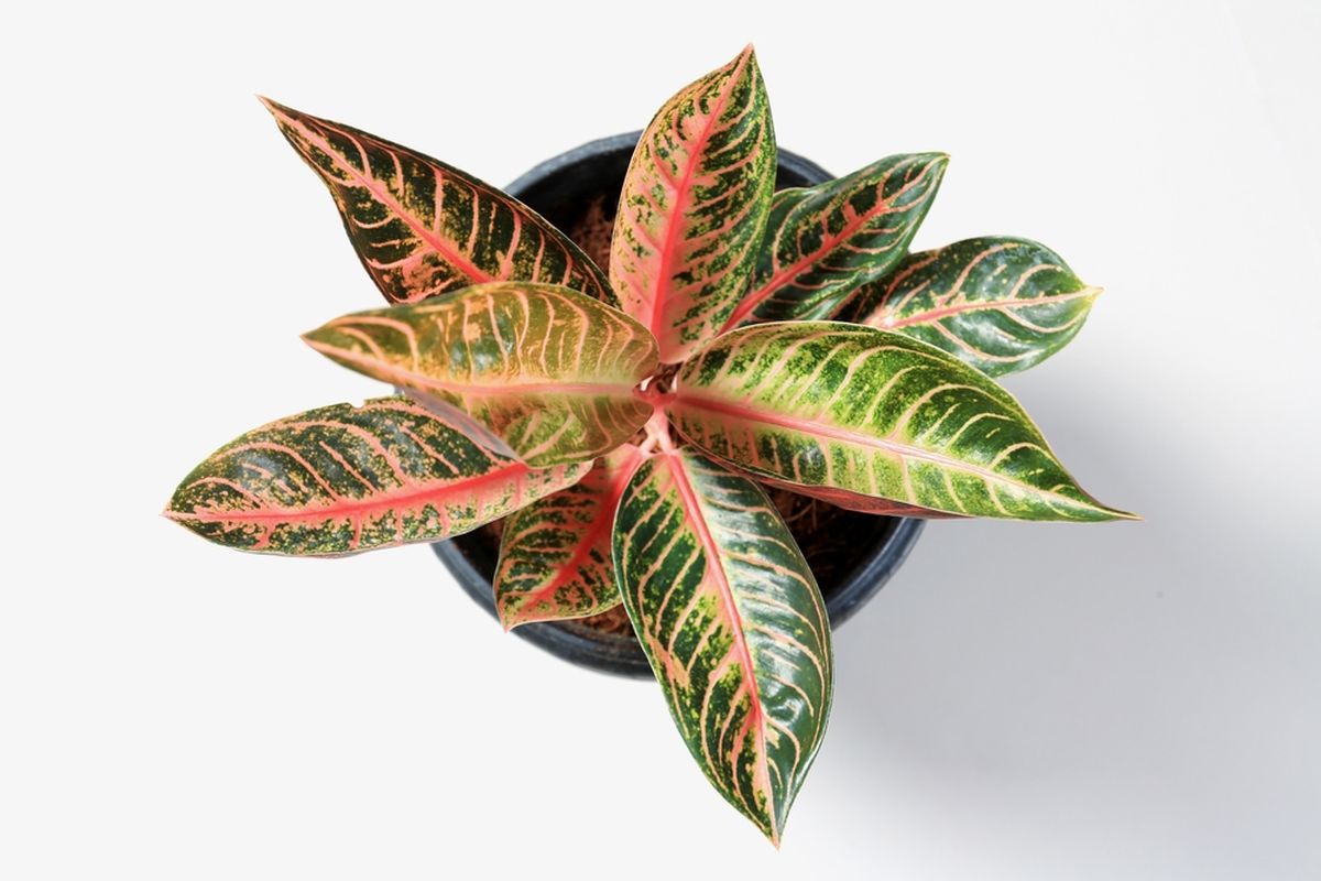 Ilustrasi tanaman hias Aglonema Red Sumatra atau Aglonema Pride of Sumatra.