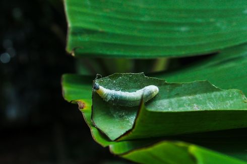 Cara Mengendalikan Ulat Pisang dengan Pestisida Nabati Daun Sirsak