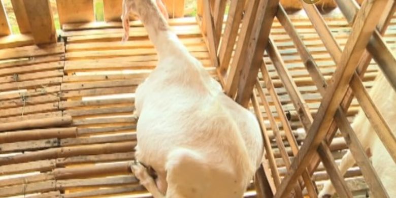 Beternak Kambing Perah Belajar Dari Rumah Tvri Sma 3 Juni 2020 Halaman All Kompas Com