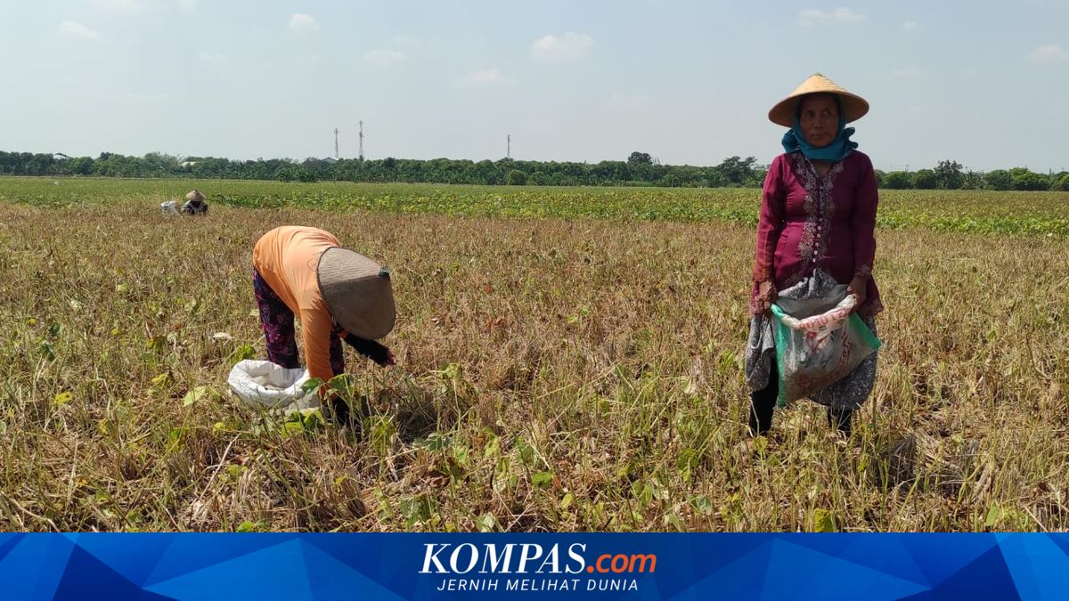 Terdampak Kemarau, Ratusan Hektar Sawah di Kuwu Demak Bakal Menganggur Tiga Bulan