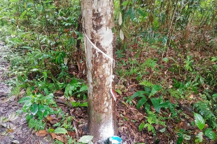 Getah yang diperoleh dari menyadap pada pohon karet kurang optimal usai turun hujan.