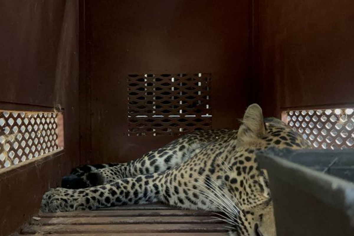 Seekor macan tutul yang masuk ke dalam hotel berhasil dievakuasi di Hotel Anugerah, Kota Bandung, Jawa Barat, Senin (6/10/2025).