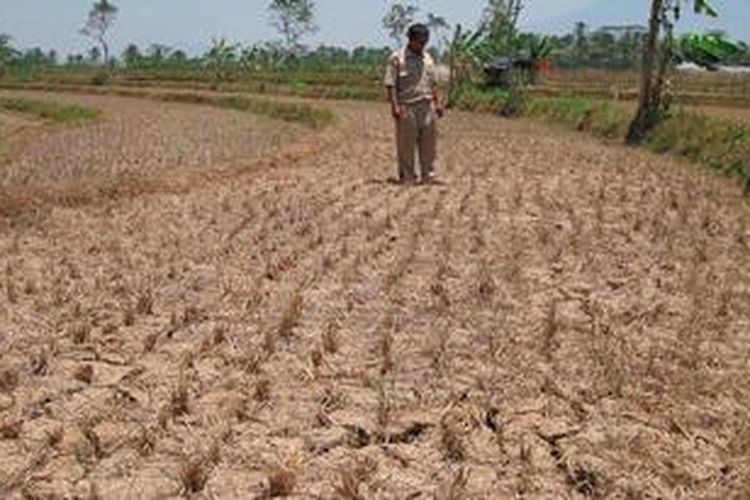 Ilustrasi sawah kering

