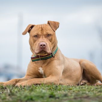 Ilustrasi anjing Pit bull yang menjadi salah satu anjing paling galak di dunia.