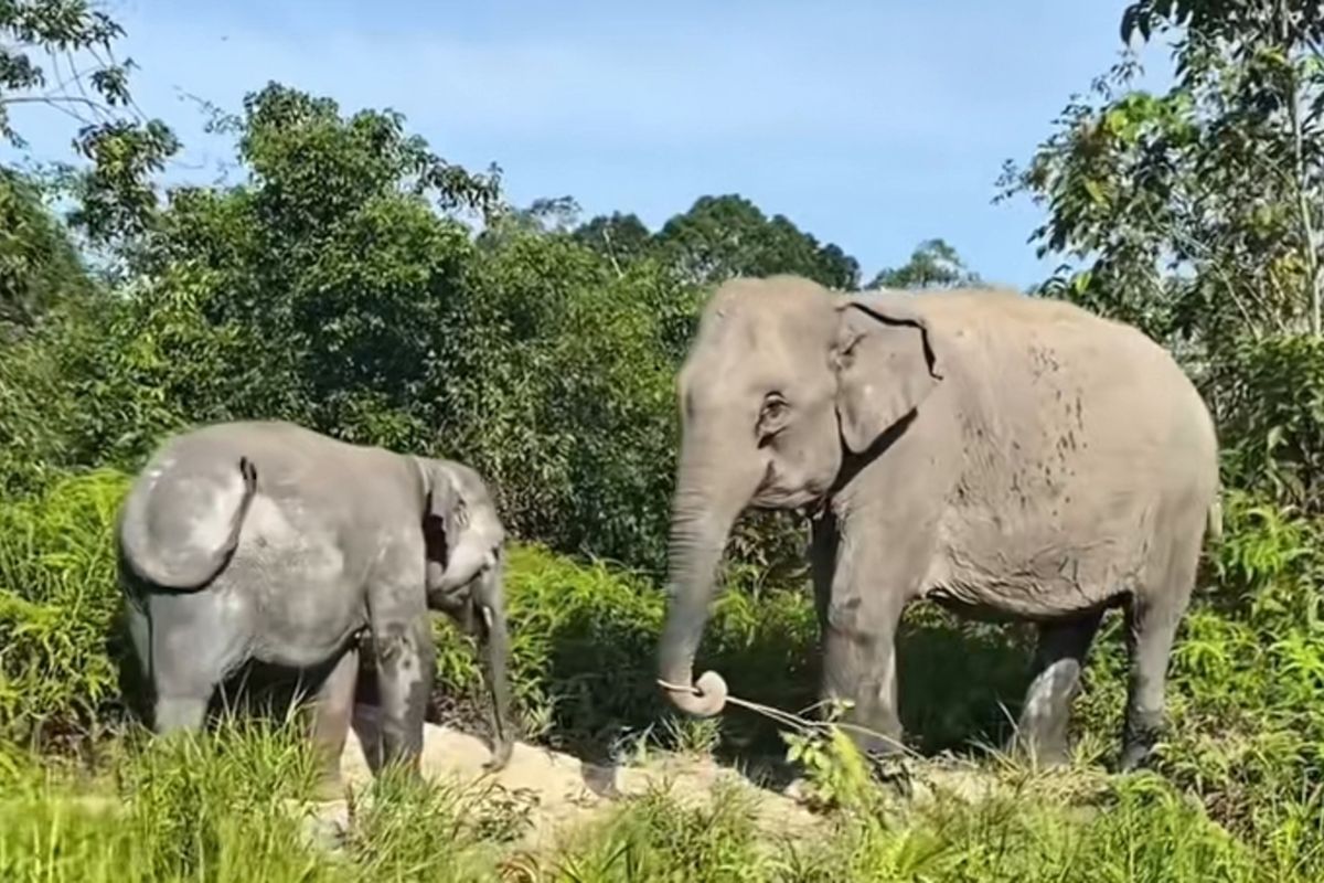 Anak gajah sumatera, Domang bersama induknya di kawasan TNTN di Kabupaten Pelalawan, Riau, beberapa waktu lalu.