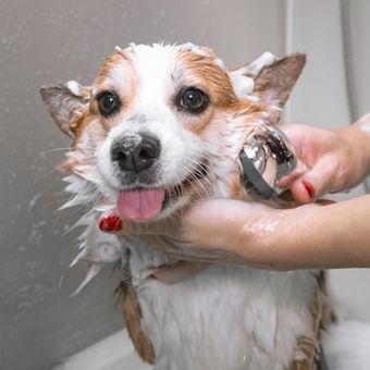 Ilustrasi anjing mandi atau memandikan anjing.