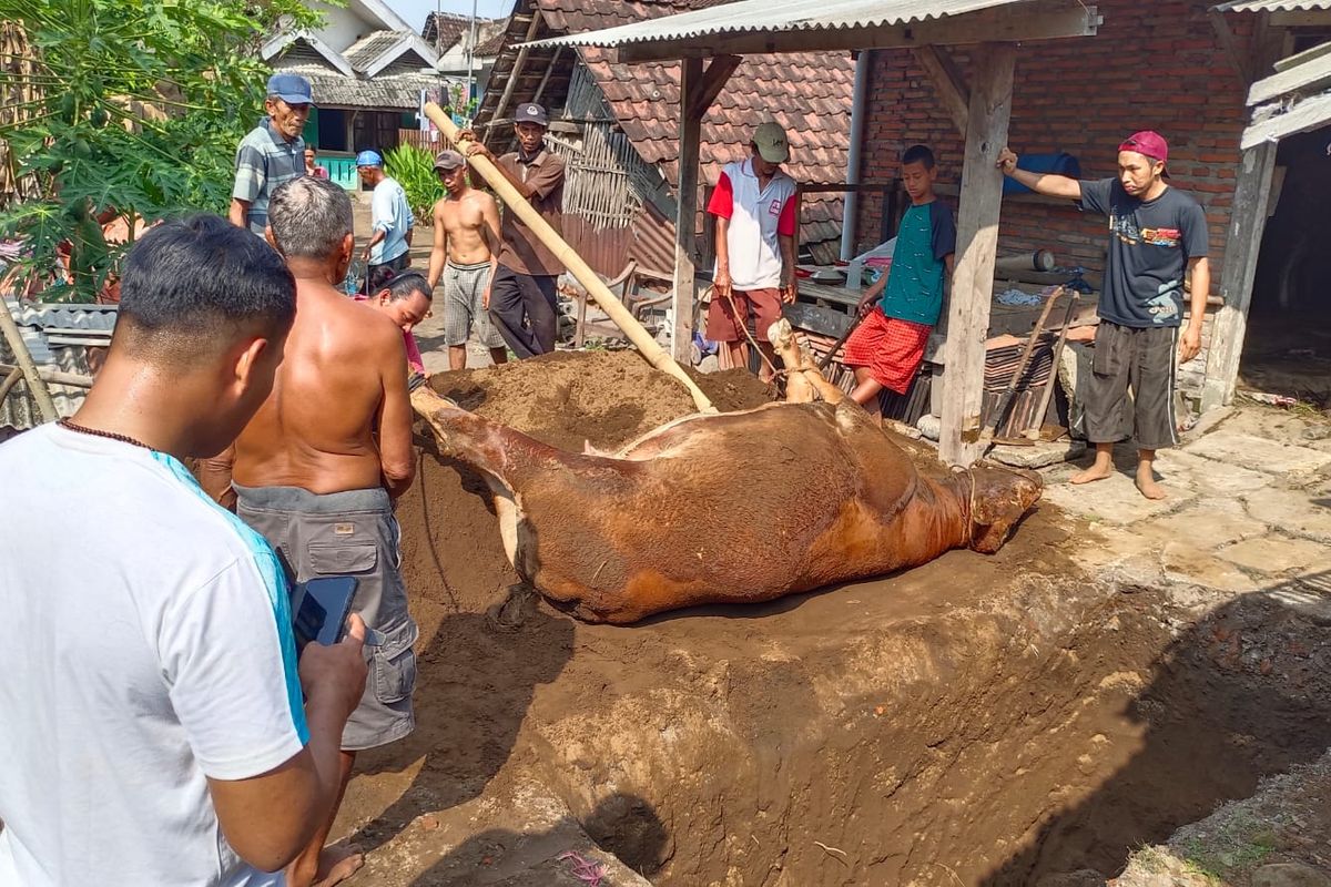 Satu lagi sapi mati di Lumajang, Jawa Timur akibat PMK, Selasa (31/5/2022)