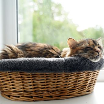 Tempat tidur kucing di dekat jendela