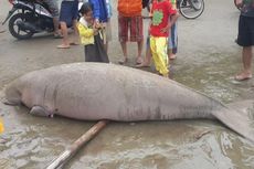Ikan Duyung Terdampar Gemparkan Warga Kabupaten Nias Utara