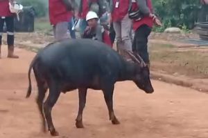 Diduga Habitatnya Terganggu, Seekor Anoa Muncul di Konsesi Tambang Konawe