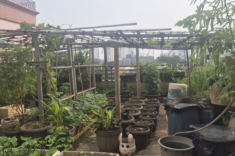 Sulap Gudang Jadi Kebun, Kelurahan di Jakbar Raup Omzet Puluhan Juta