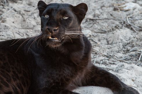 Mengenal Melanisme, Kelainan Pigmen seperti yang Dimiliki Black Panther