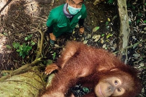 Unggahan Viral, Leonardo DiCaprio Dukung Penggalangan Dana untuk Lindungi Orangutan dari Covid-19