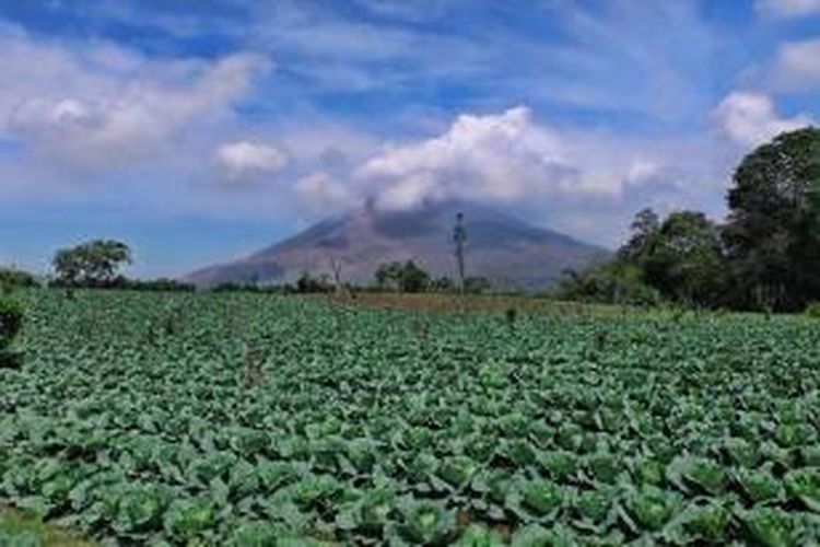 Area pertanian dengan latar belakang Gunung Sinabung di Kabupaten Karo, Sumatera Utara, Kamis (16/4/2015). Gunung yang meletus pertama kali pada 2010, hingga saat ini terdeteksi masih aktif. 