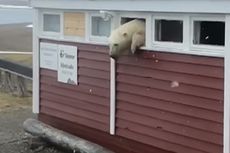 Cari Makanan di Gudang Penyimpanan, Beruang Kutub Ini Malah Terjebak