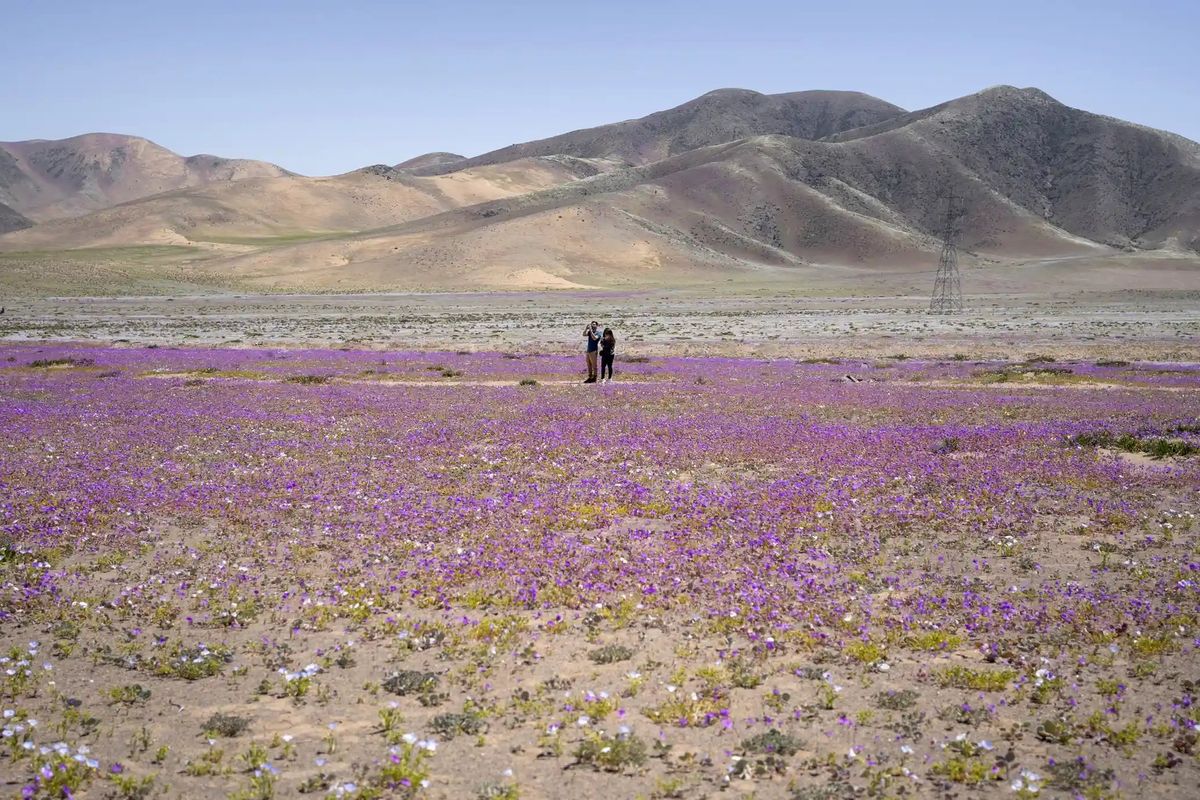 Bunga mekar bulan ini, tidak biasa untuk siklus cuaca ini, di gurun Atacama.