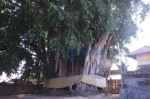 Di Dalam Pelukan Beringin Bali