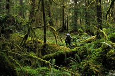 Mengapa Hutan Hujan Tropis Memiliki Keanekaragaman Hayati yang Tinggi?