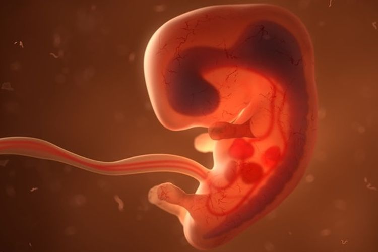 ilustrasi embrio 