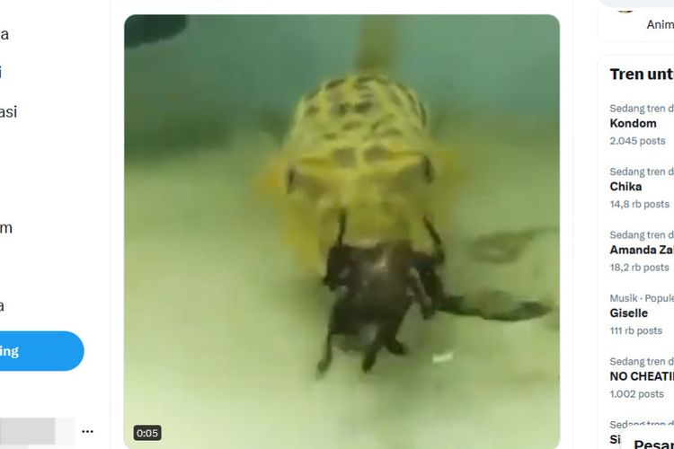 Tangkapan layar unggahan video menampilkan ikan memakan kelabang, kalajengking, dan ular.