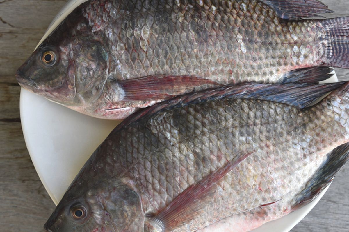 Ilustrasi ikan nila. 