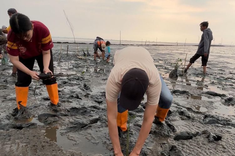 Penanaman mangrove oleh KAI Logistik di Pantai Tambak Sari, Probolinggo