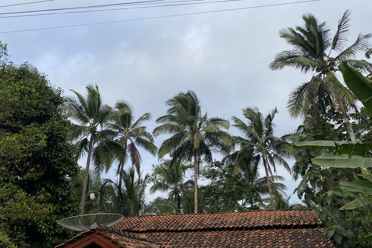 Kondisi lingkungan di Desa Semedo, ditumbuhi banyak pohon kelapa. Mayoritas mata pencaharian masyarakatnya sebagai petani dan penderes kelapa.