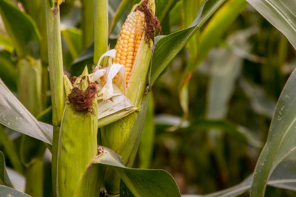 Ilustrasi tanaman jagung.