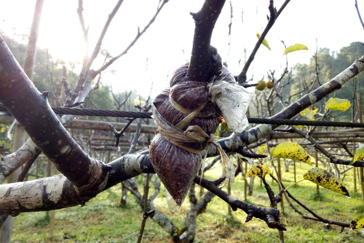 Ilustrasi mencangkok tanaman. 