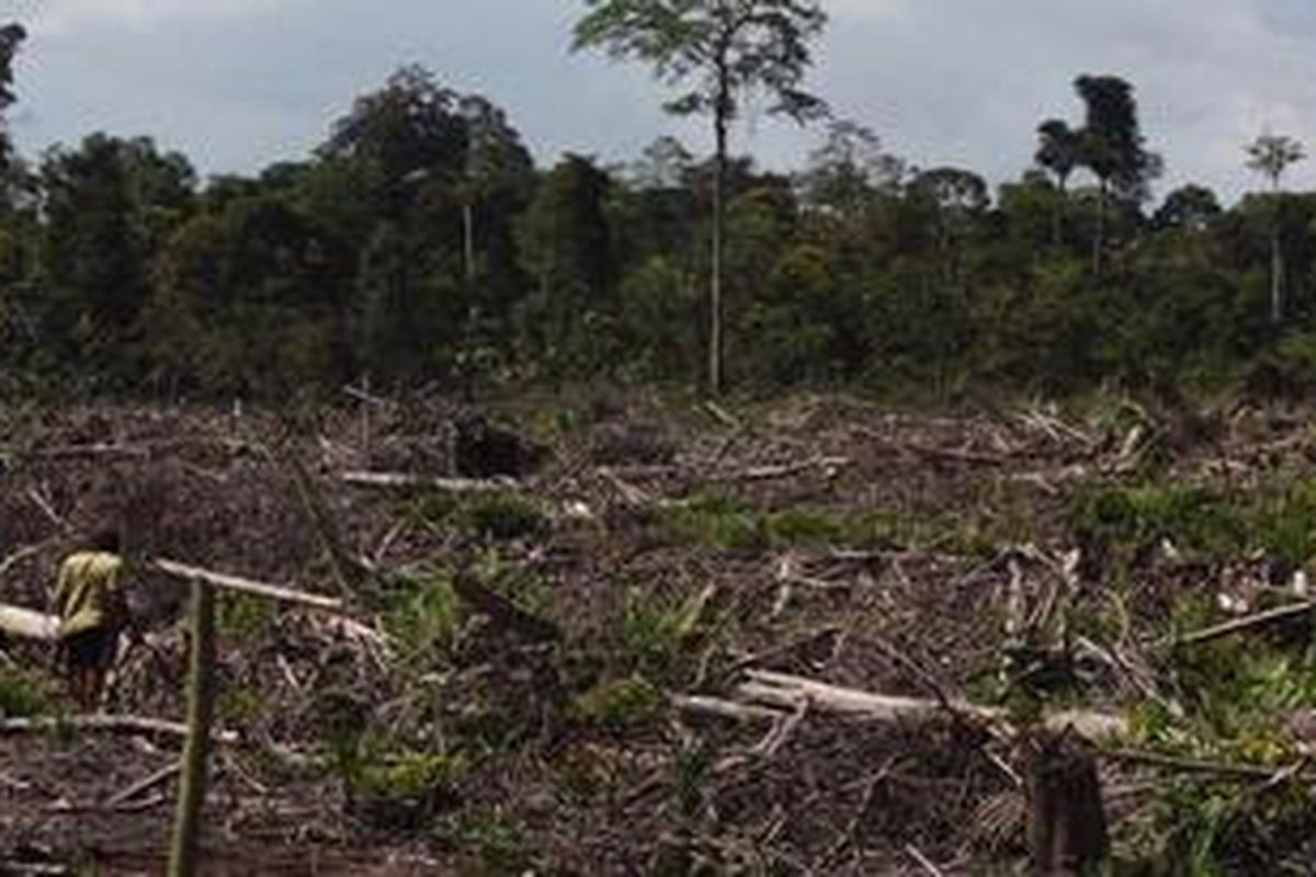 Kawasan hutan adat Seruat Dua, Kecamatan Kubu, Kabupaten Kubu Raya, Kalimantan Barat, Rabu (25/4/2012) yang telah dirambah untuk perkebunan sawit. Hutan itu adalah sumber air tawar bagi warga. Masyarakat khawatir, pada kemarau mendatang, mereka akan kesulitan mendapatkan air tawar setelah hutan itu gundul. 