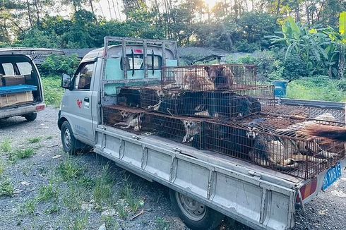 Puluhan Anjing Diselamatkan Aktivis Sebelum Jadi Hidangan di Festival Daging Anjing di China