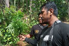 Penanam 10 Hektar Ladang Ganja Cianjur Jadi Tersangka, Polisi Buru Pemasok Bibit