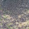 Fenomena Aneh, Ratusan Burung Pipit Berjatuhan di Bali, Ini Kata BKSDA 