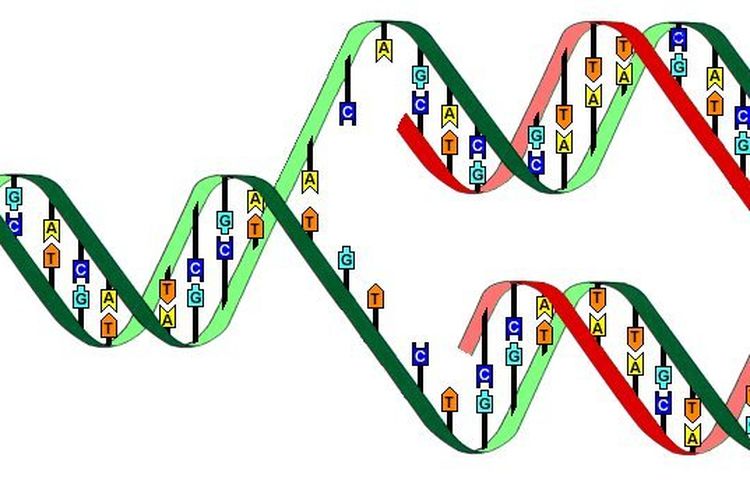 Soal UAS Biologi: Replikasi DNA Halaman All - Kompas.com