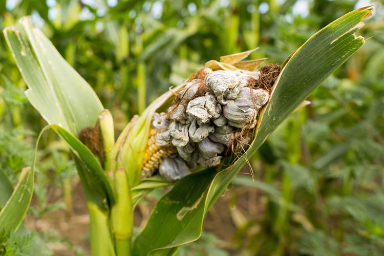Ilustrasi penyakit gosong bengkak tanaman jagung.