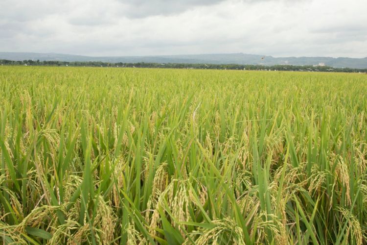 Bulir-bulir padi yang sudah mulai terlihat di hamparan sawah milik petani