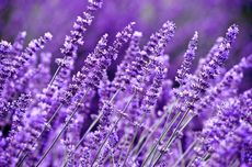 6 Kesalahan Menanam Lavender yang Harus Dihindari