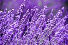 6 Tanaman Pendamping Lavender yang Mudah Ditanam