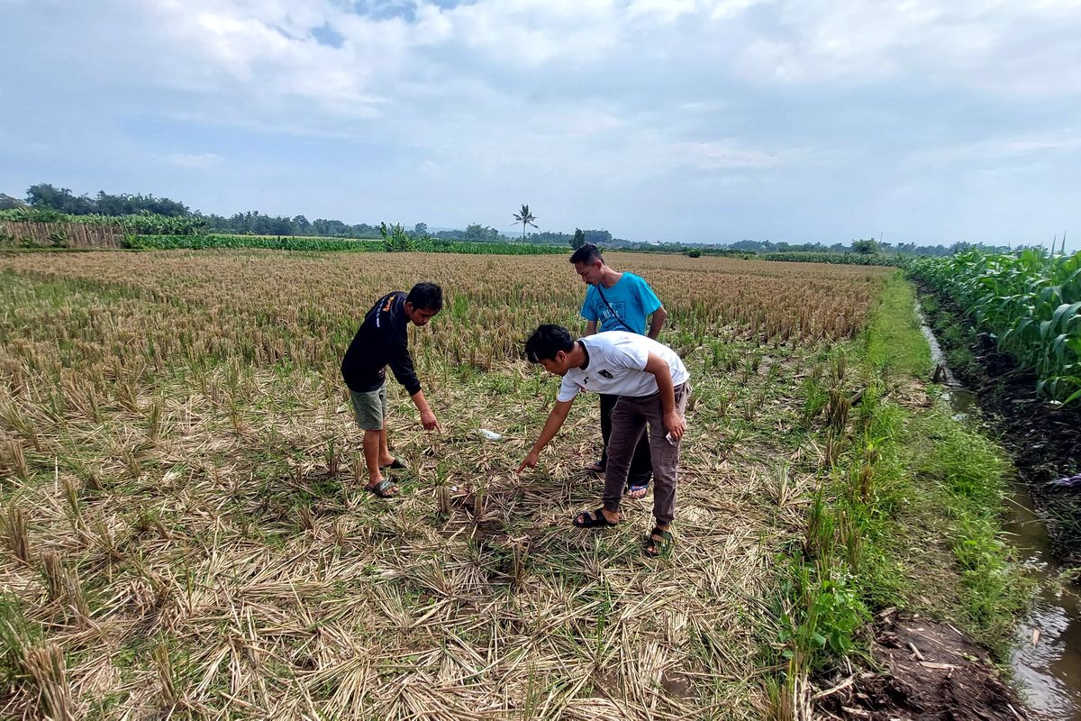 Lokasi pencuri sepeda motor diamuk massa di area persawahan di Kecamatan Pakis, Kabupaten Malang.