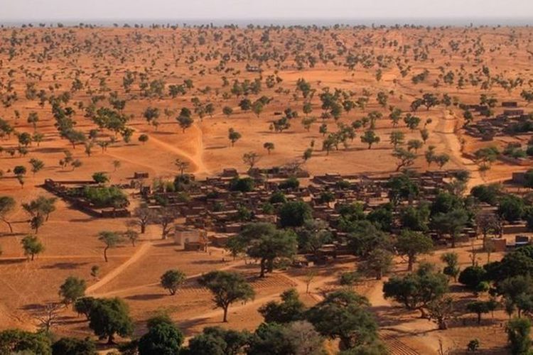 Pohon tumbuh di Gurun Sahara.  Para ilmuwan secara manual menghitung jumlah pohon di bagian gurun ini dan menemukan bahwa ada ratusan juta pohon di daerah tersebut.