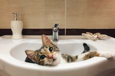 Apakah Boleh Kucing Minum dari Mangkuk Kloset? 
