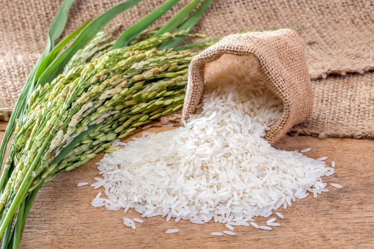 Ilustrasi beras, bahan pangan yang bisa diberikan untuk fakir miskin. Salah satu cara membayar kafarat adalah dengan memberi makan fakir miskin