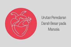 Urutan Peredaran Darah Besar pada Manusia