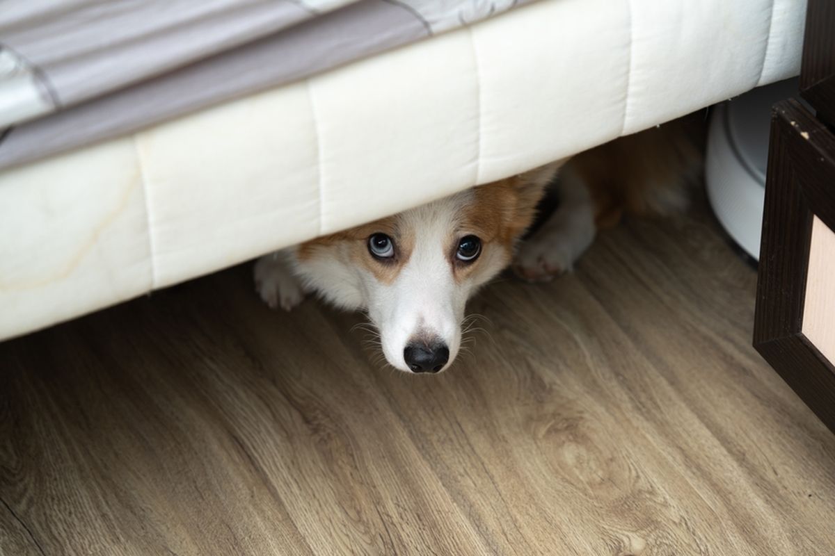 Ilustrasi anjing bersembunyi di kolong tempat tidur. Anjing biasanya tidak akan nyaman dengan suara yang berisik, bahkan suara gelegar kembang api. Saat takut dengan suara kembang api, anjing akan bersembunyi dan menunjukkan perilaku cemas.